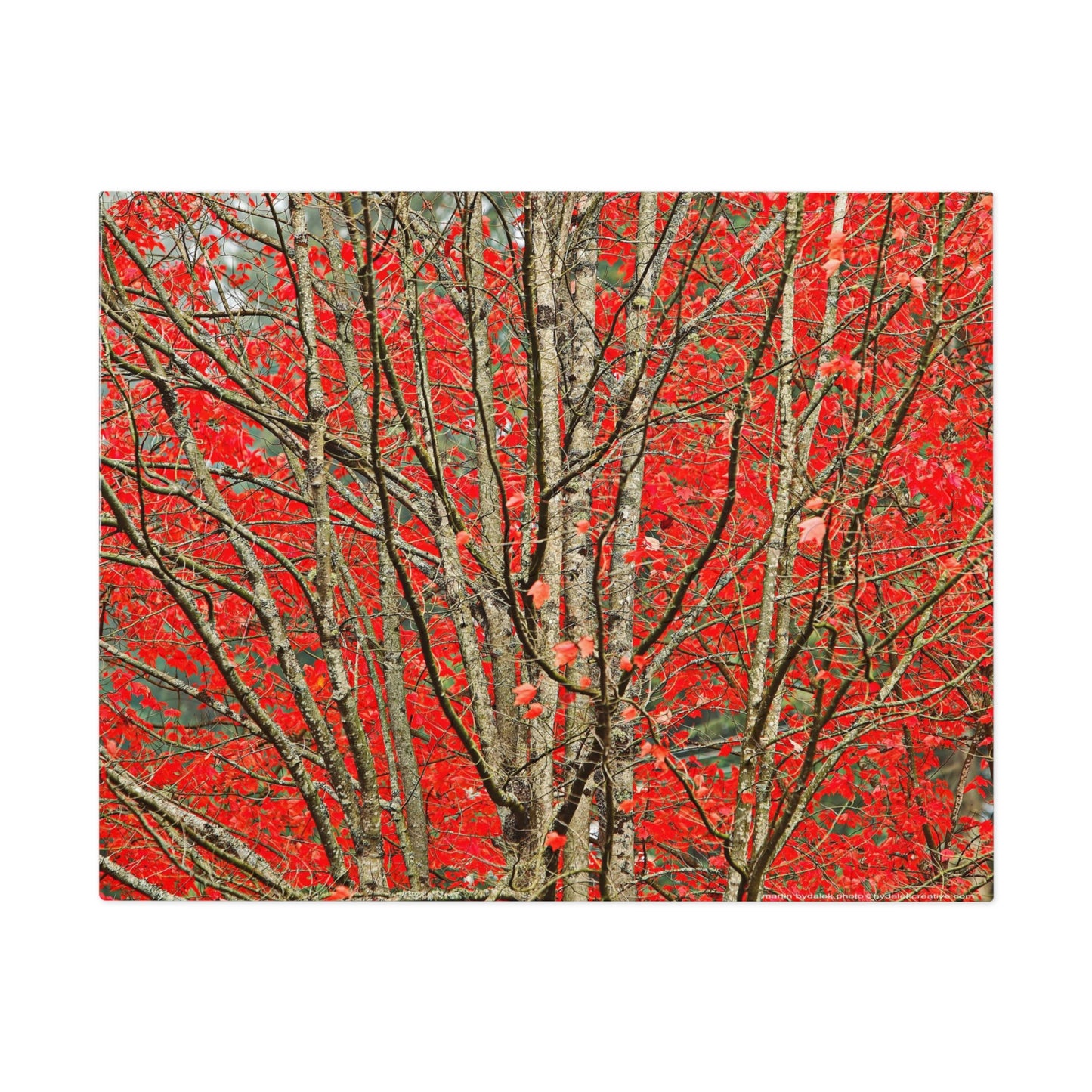 Autumn Forest Jigsaw Puzzle (30, 110, 252, 500,1000-Piece)