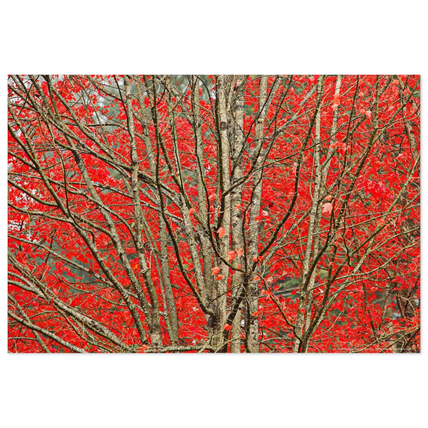 Autumn Forest Jigsaw Puzzle (30, 110, 252, 500,1000-Piece)