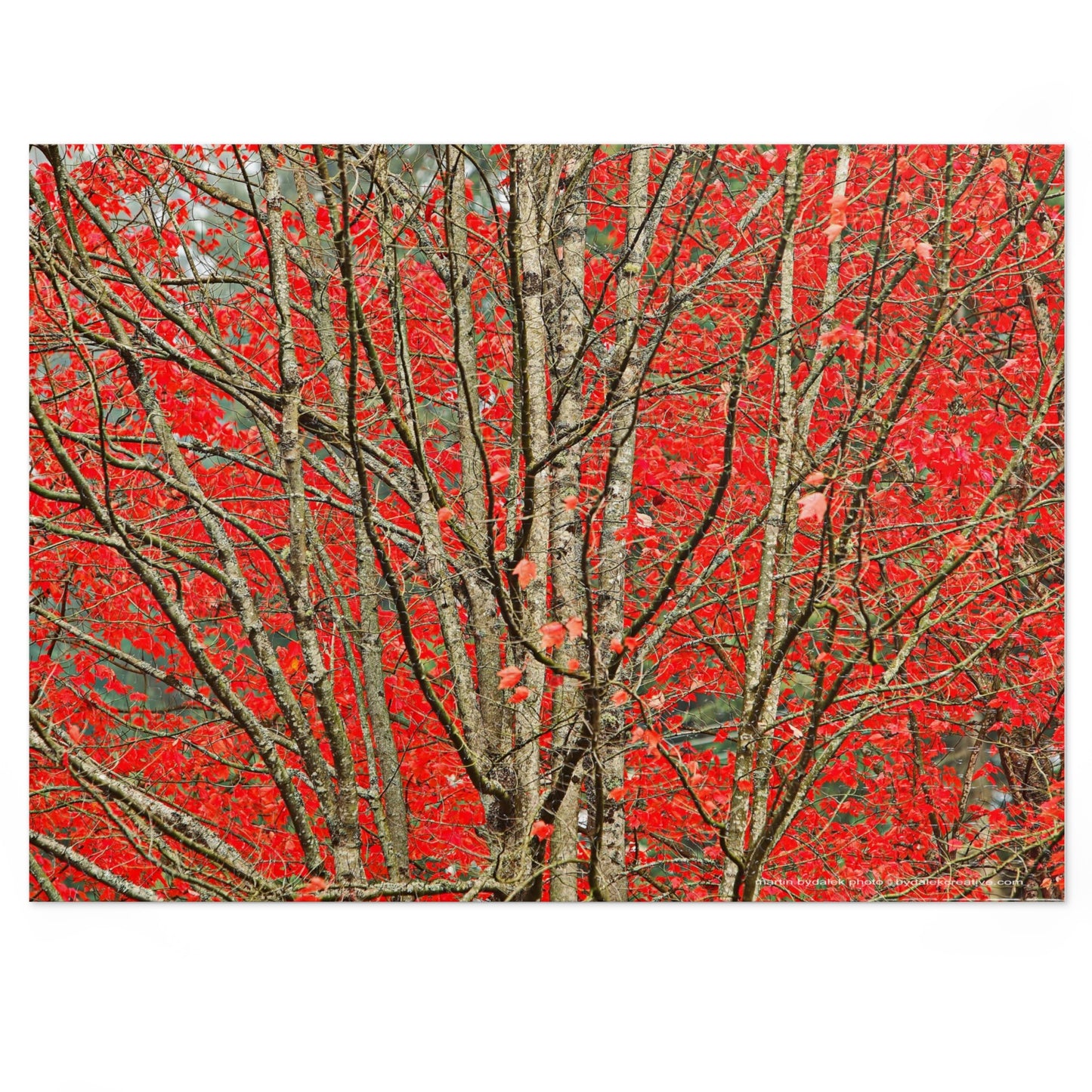 Autumn Forest Jigsaw Puzzle (30, 110, 252, 500,1000-Piece)