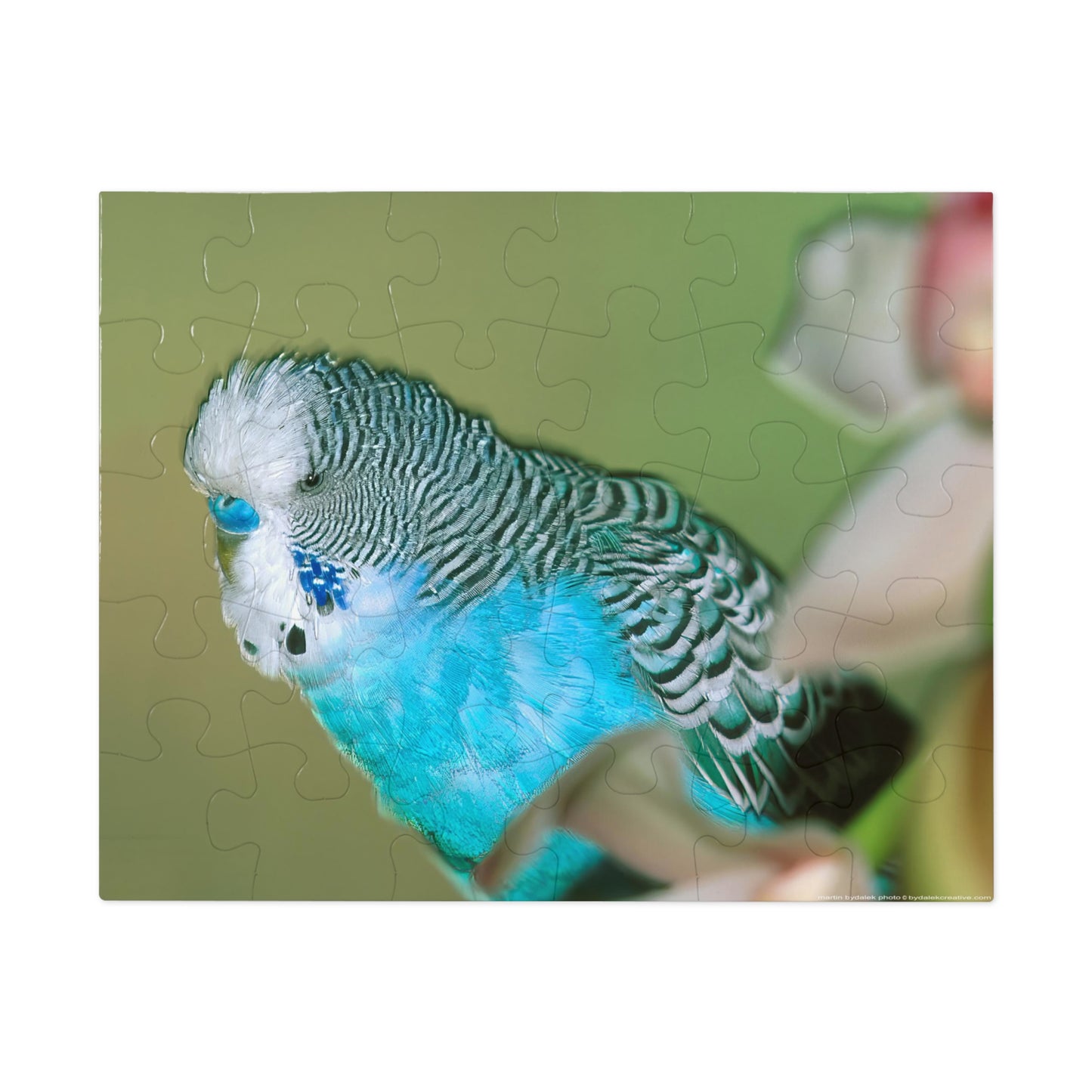 Parakeet Jigsaw Puzzle (30, 110, 252, 500,1000-Piece)