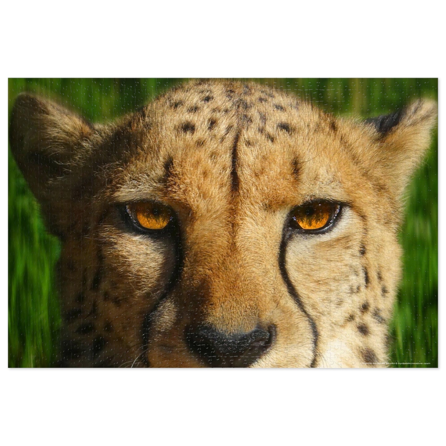 Swift Spots Jigsaw Puzzle (30, 110, 252, 500,1000-Piece)